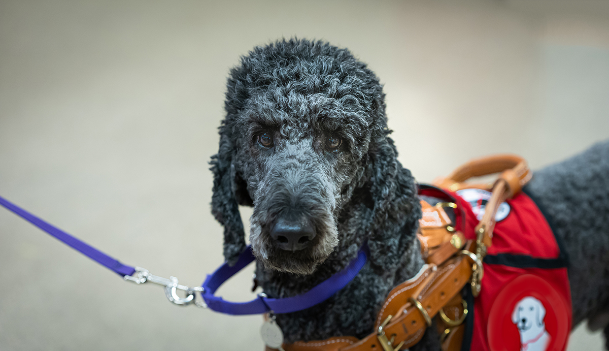 A standard poodle working in harness as service assistance dog.
