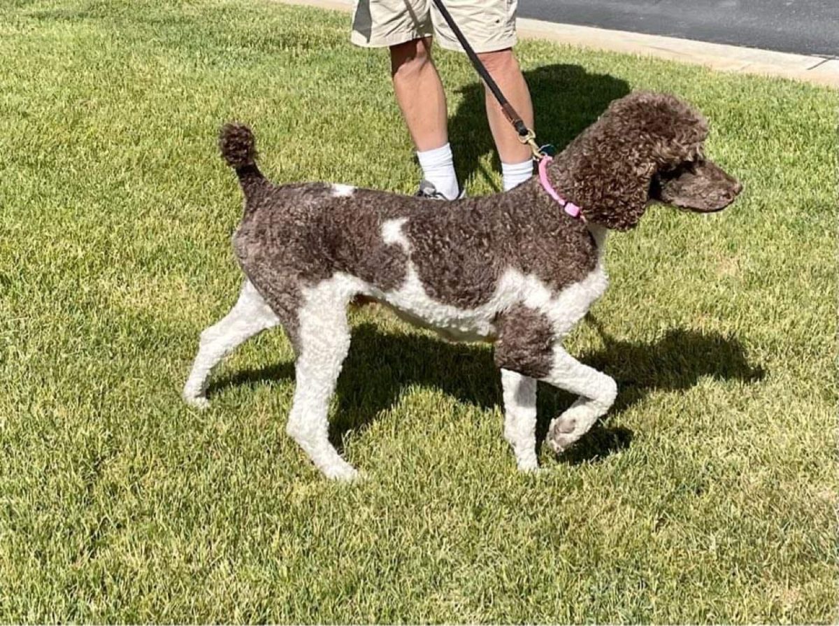 Standard Poodles walking